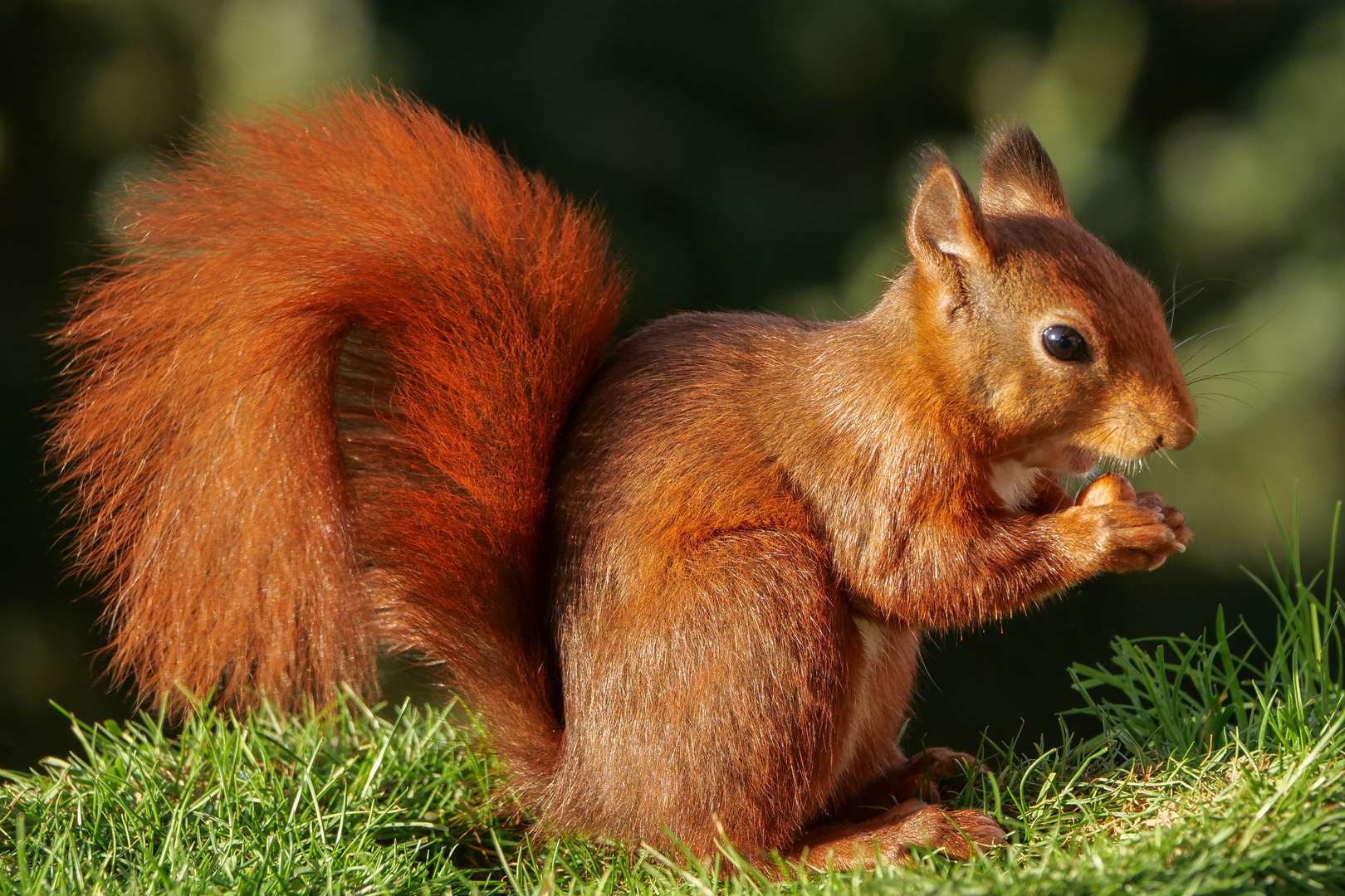 Eichhörnchen frißt Haselnusskern