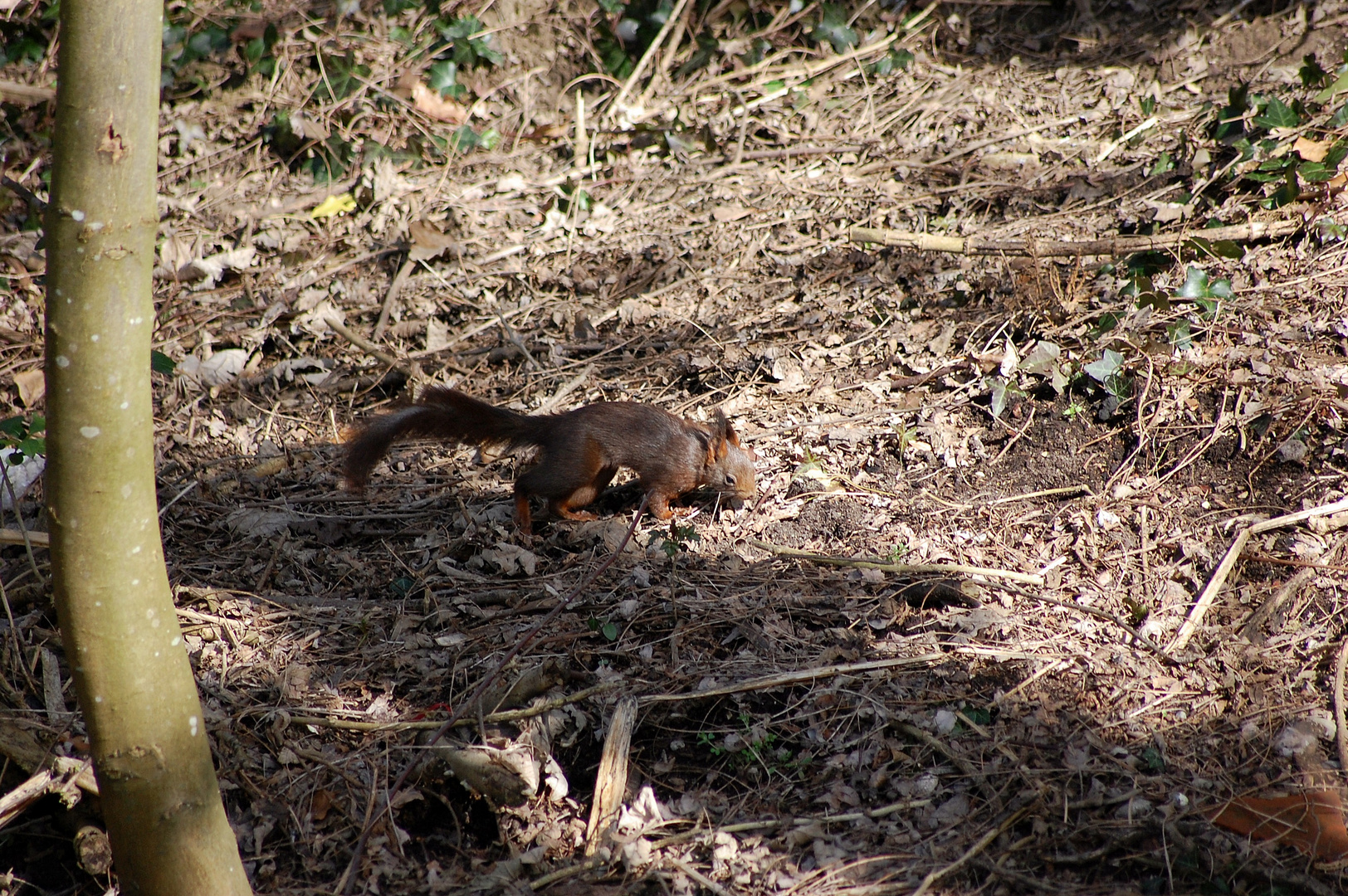 Eichhörnchen, Frühjahrsbote - entdeckt beim Spaziergang heute