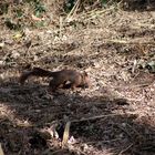 Eichhörnchen, Frühjahrsbote - entdeckt beim Spaziergang heute