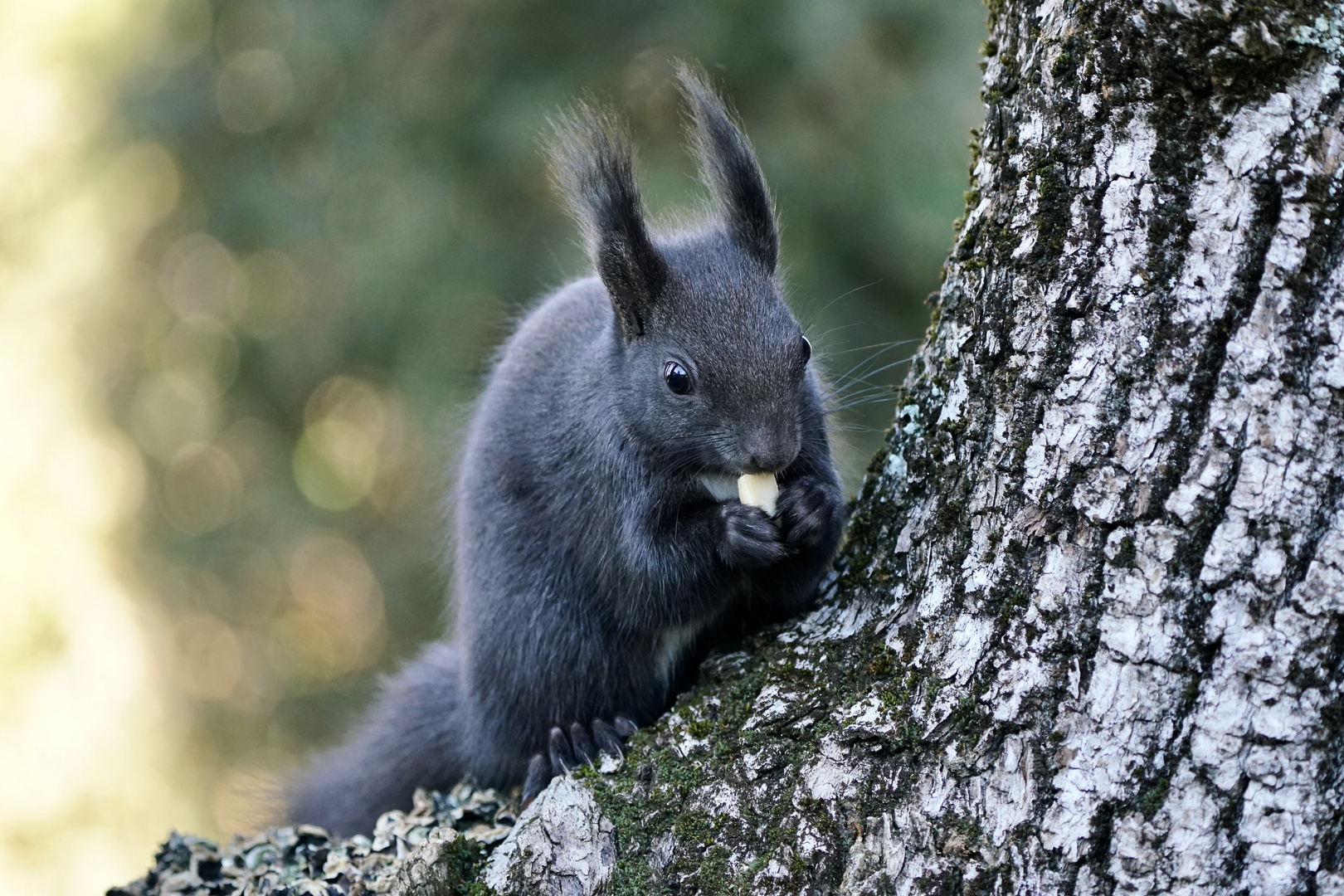 Eichhörnchen für Alice !