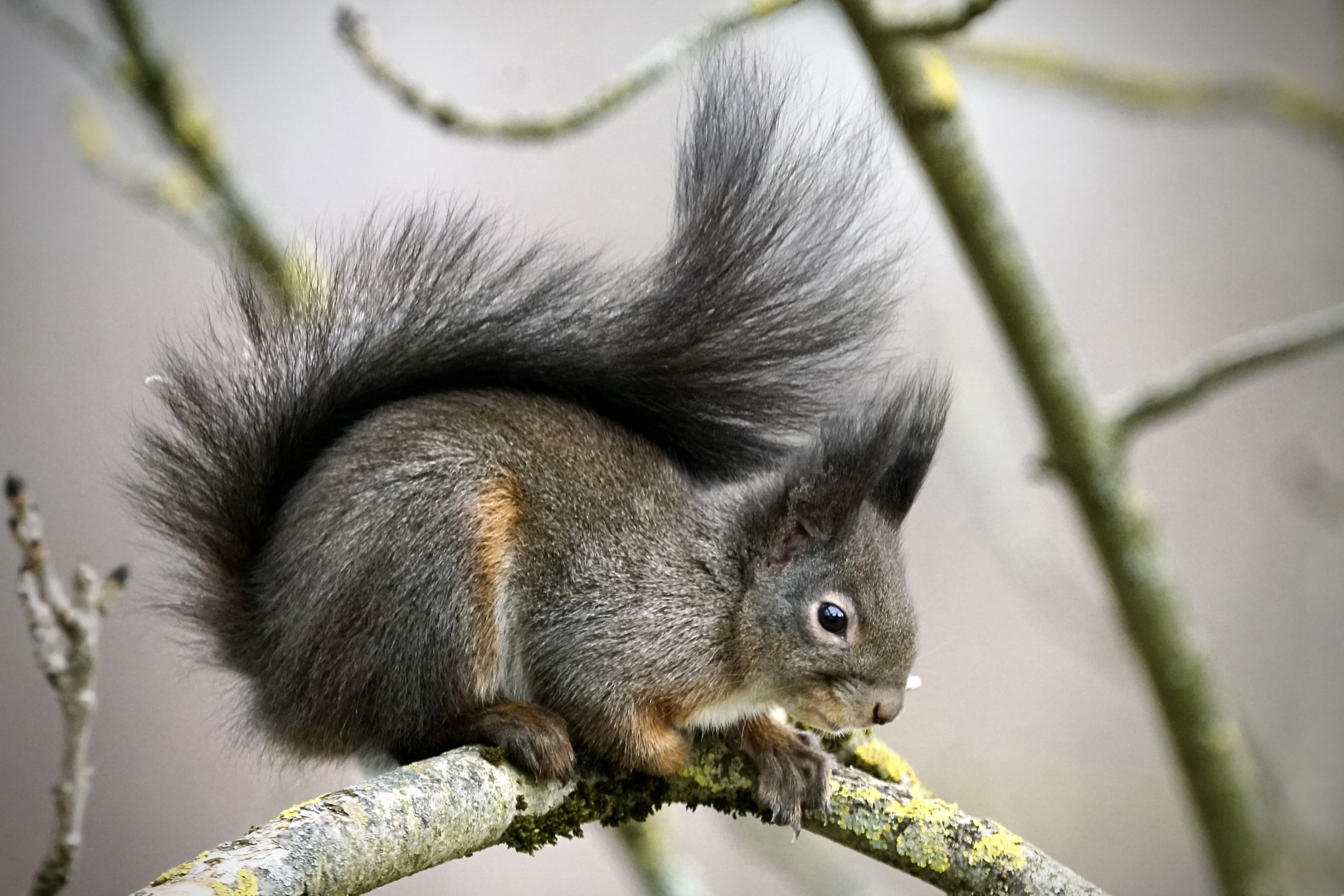 Eichhörnchen für Alice !