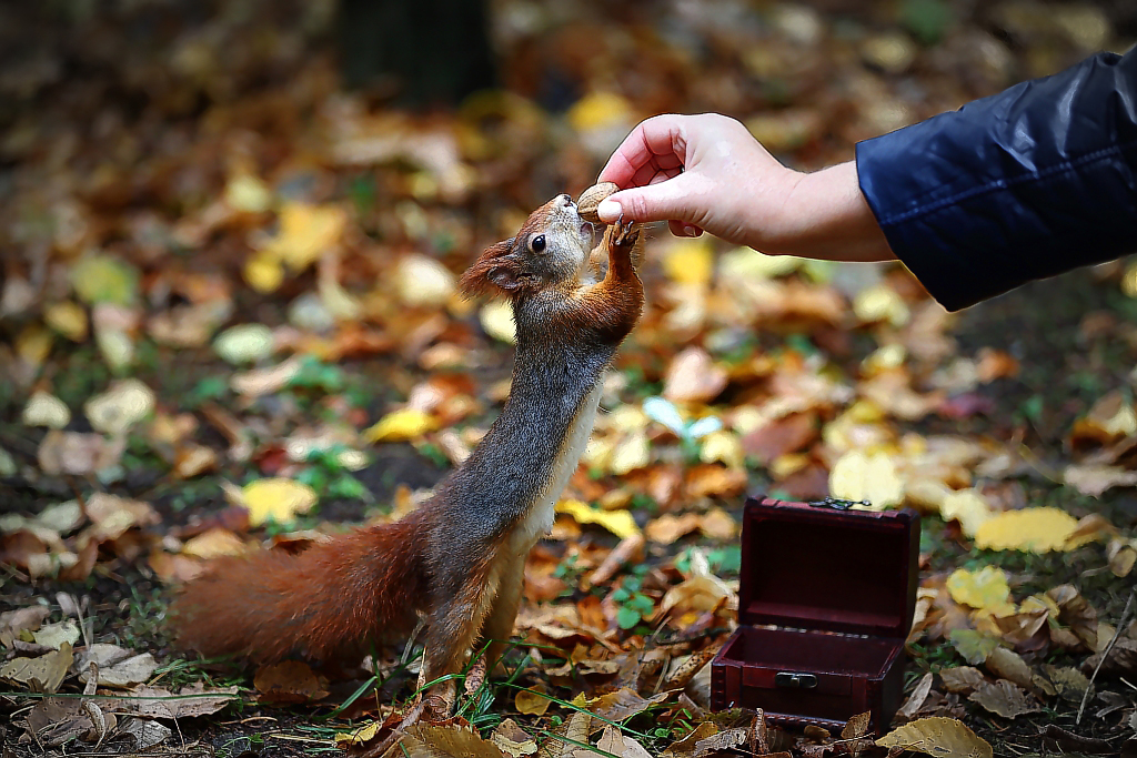 Eichhörnchen füttern