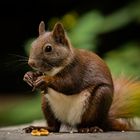 Eichhörnchen füttern im Schloßpark Charlottenburg ;-)