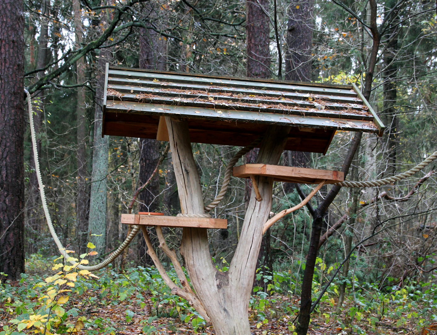 Eichhörnchen Futterplatz