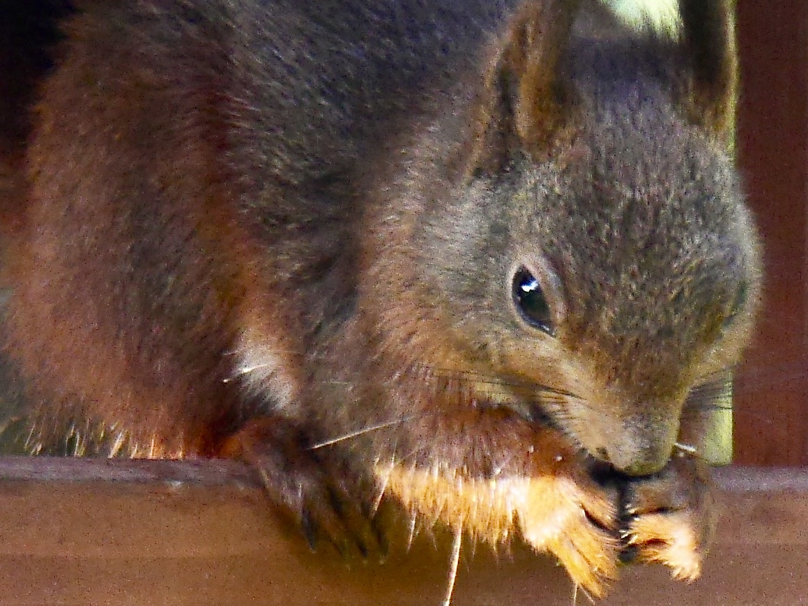 Eichhörnchen futtert Erdnüsse im Vogelhaus