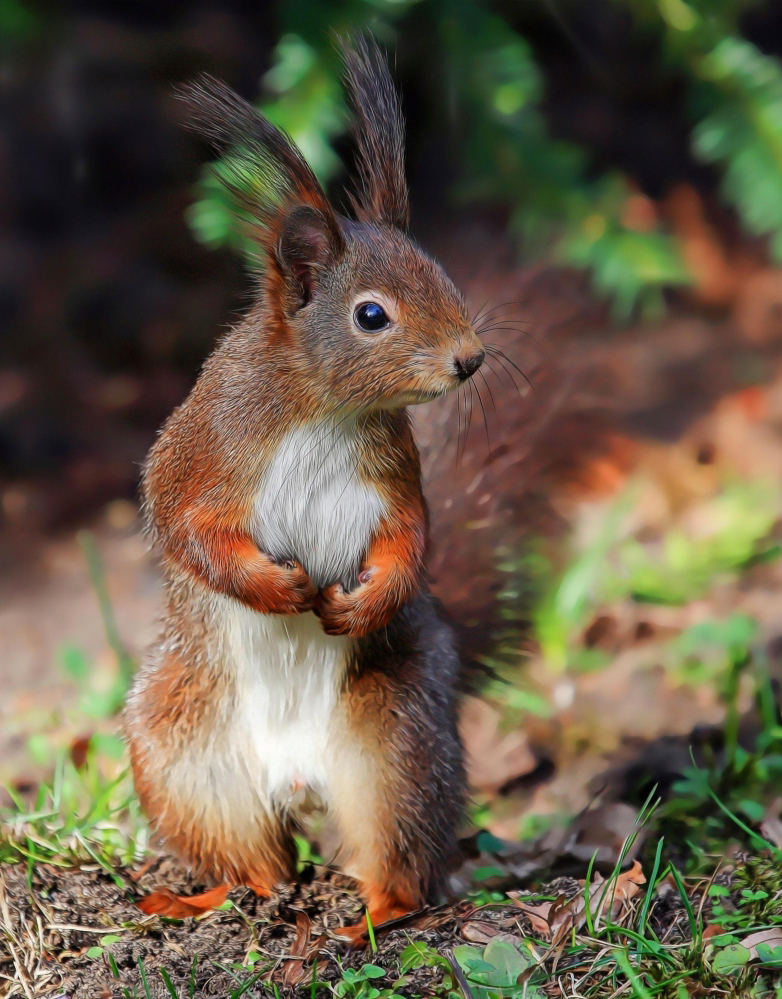 Eichhörnchen ganz drollig