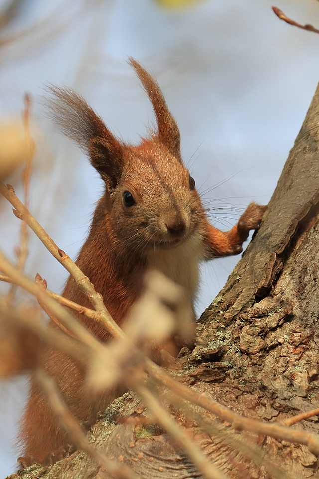 Eichhörnchen ganz nah - Sciurus