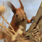 Eichhörnchen ganz nah - Sciurus