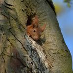 Eichhörnchen: Geborene Nussknacker und außerdem Allesfresser 01