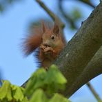 Eichhörnchen: Geborene Nussknacker und außerdem Allesfresser 02