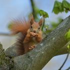 Eichhörnchen: Geborene Nussknacker und außerdem Allesfresser 03