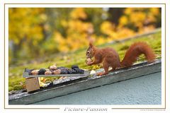 Eichhörnchen: "Gefunden!"