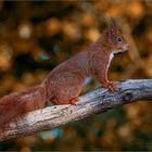 Eichhörnchen geht auf Erkundungstour.