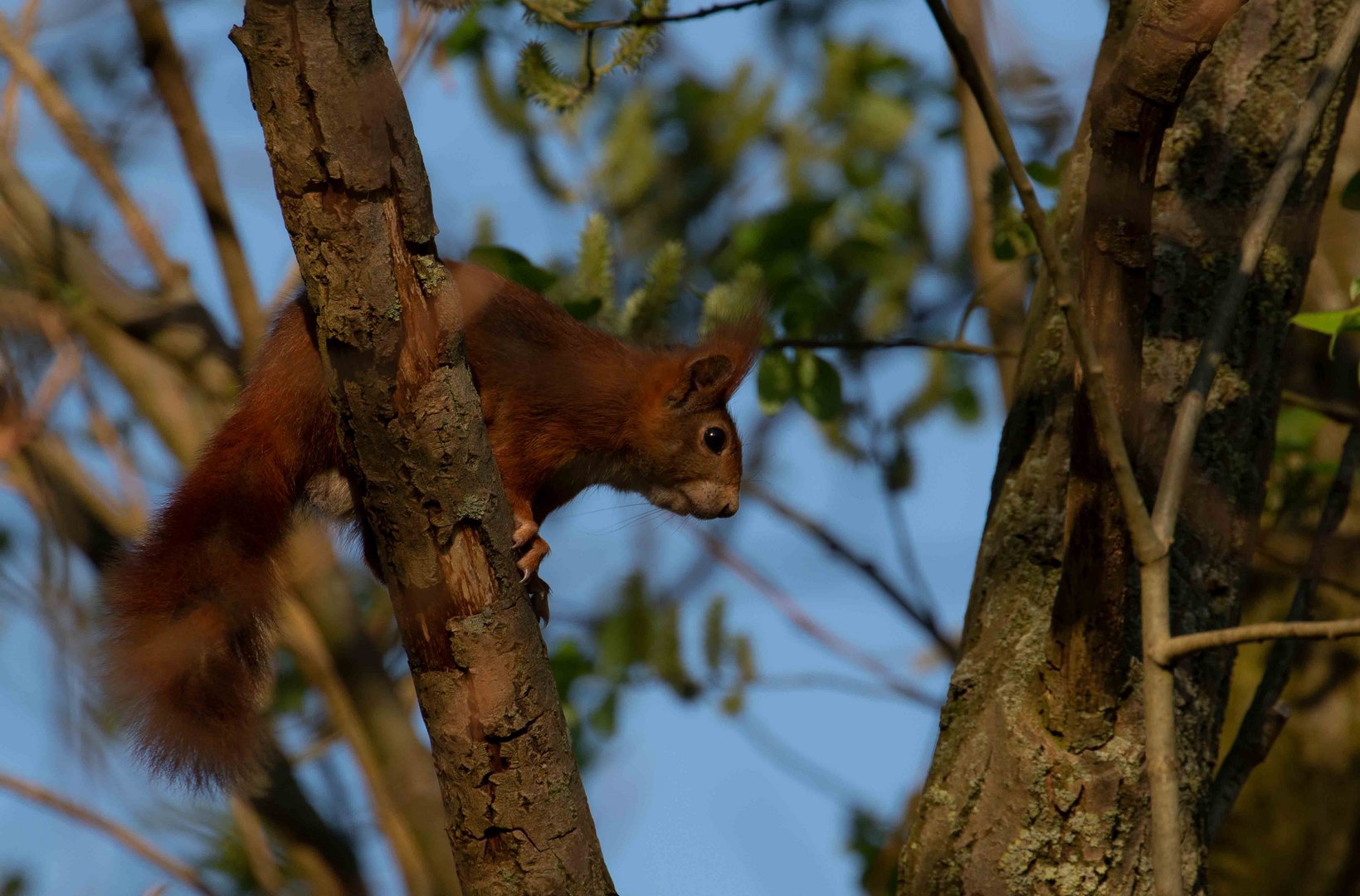 Eichhörnchen genießen den sonnigen Tag