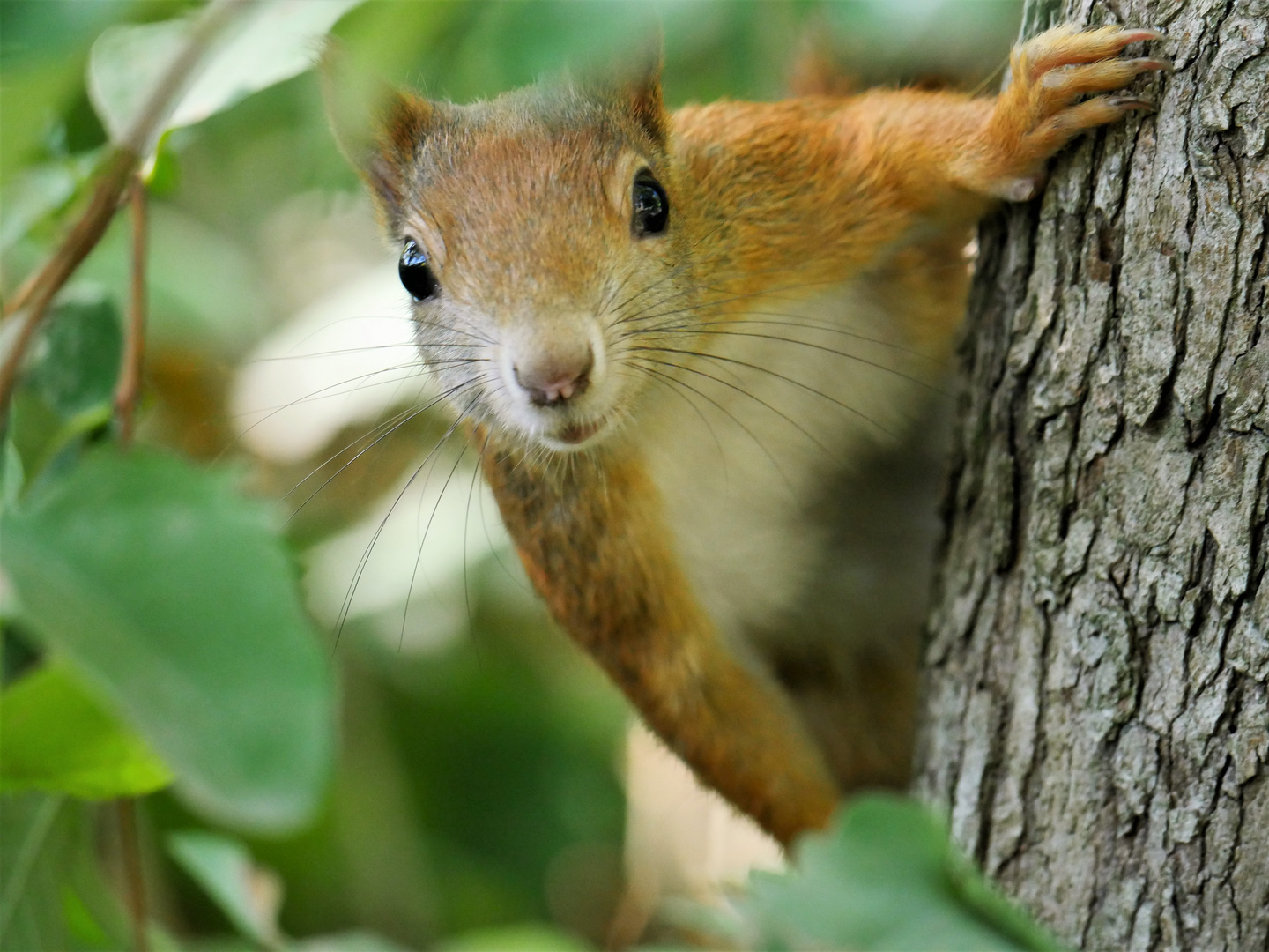 Eichhörnchen - Guck-Guck!