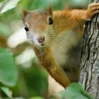 Eichhörnchen - Guck-Guck!