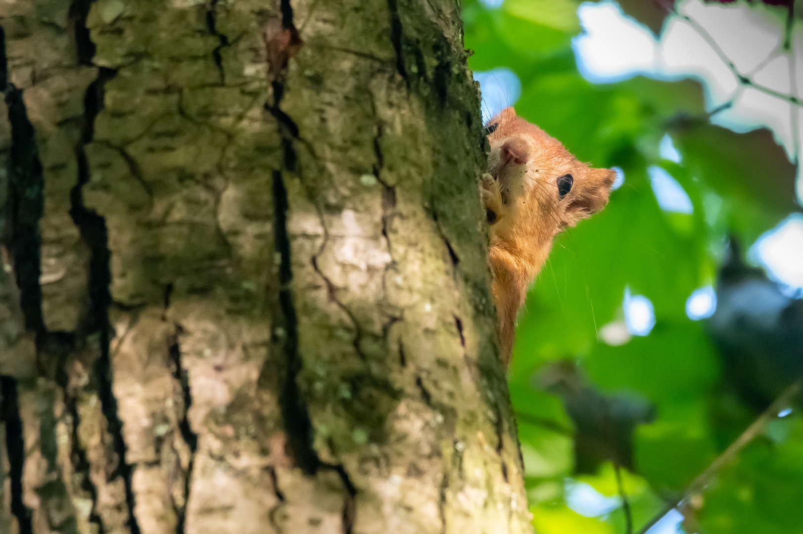 Eichhörnchen guckt neugierig