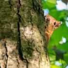 Eichhörnchen guckt neugierig