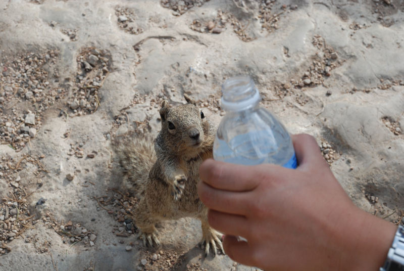 Eichhörnchen haben auch durst