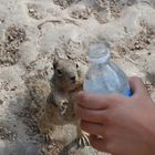 Eichhörnchen haben auch durst