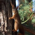 Eichhörnchen hängt am Baum