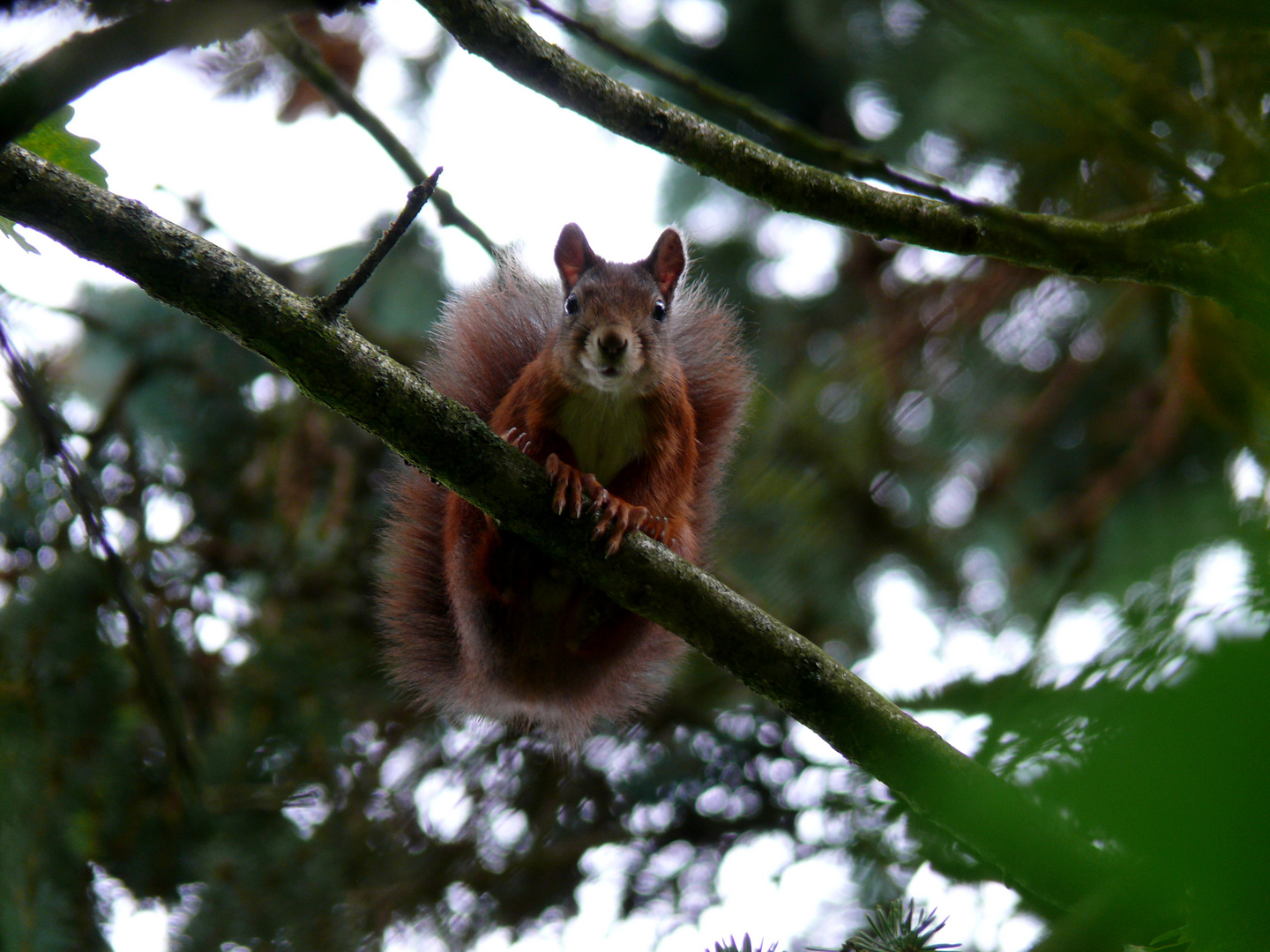 Eichhörnchen - Harz