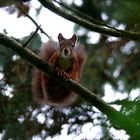 Eichhörnchen - Harz