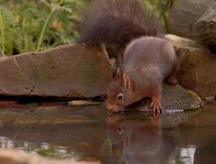 Eichhörnchen hat durst