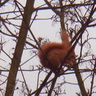 Eichhörnchen hat Futter gefunden