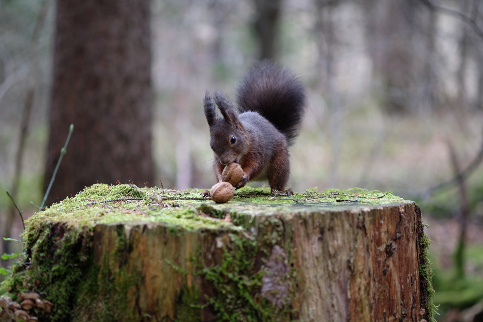 Eichhörnchen hat Hunger