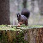 Eichhörnchen hat Hunger