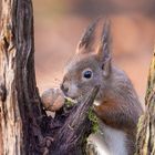 Eichhörnchen hat Osternuss gefunden