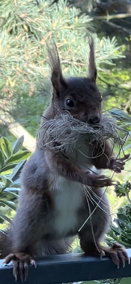 Eichhörnchen hat sich Baumaterial gesichert 