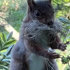 Eichhörnchen hat sich Baumaterial gesichert 