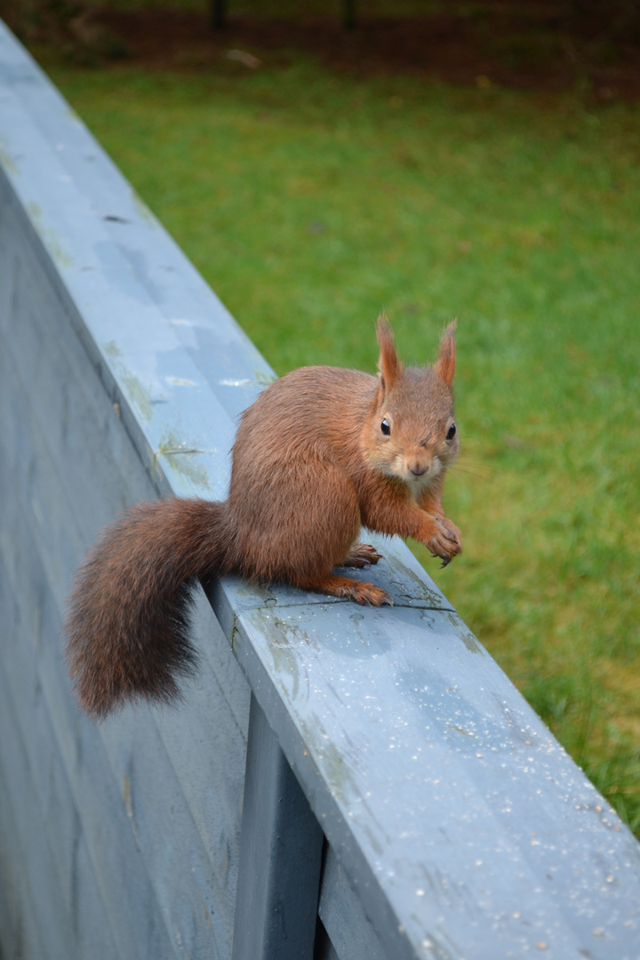 Eichhörnchen hautnah