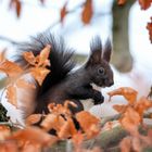 Eichhörnchen heute im Schnee