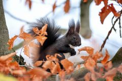 Eichhörnchen heute im Schnee