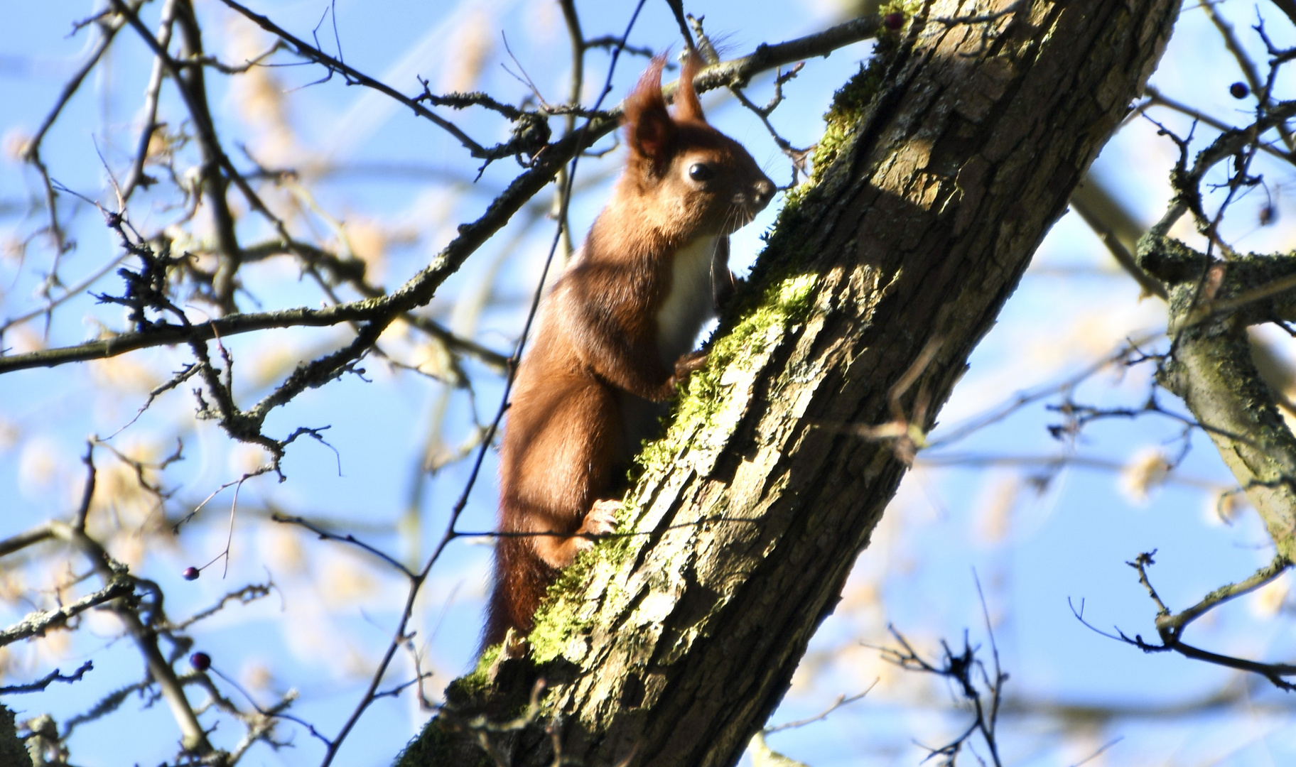 Eichhörnchen heute Mittag im Park...