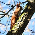 Eichhörnchen heute Mittag im Park...