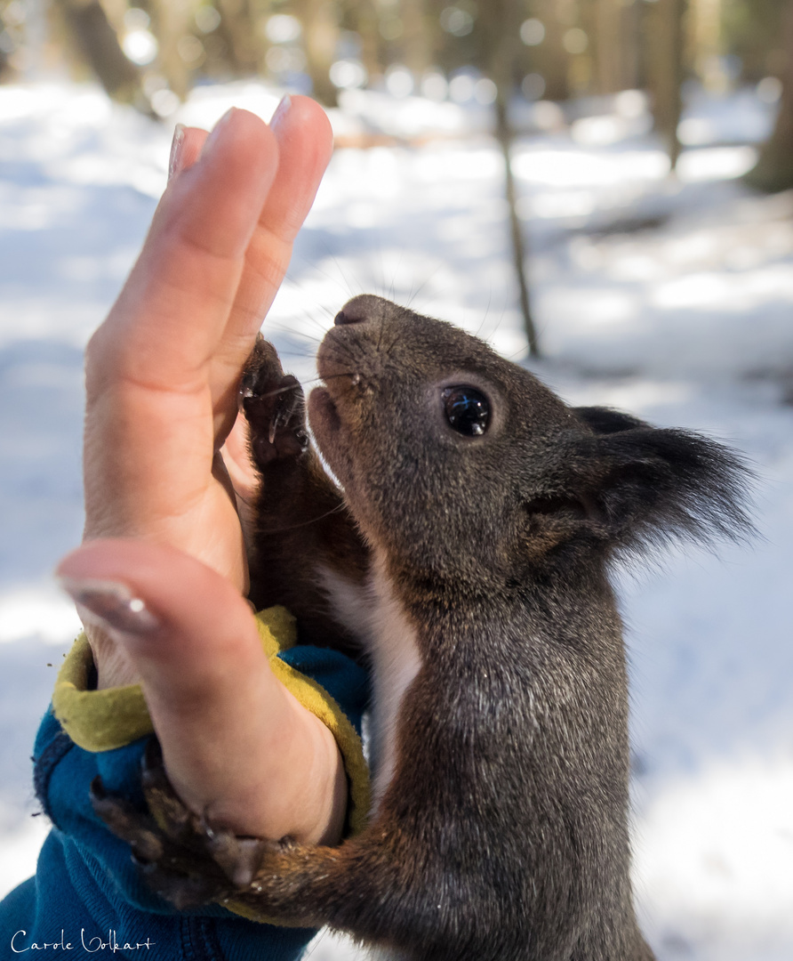 Eichhörnchen High Five