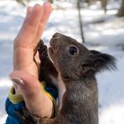 Eichhörnchen High Five