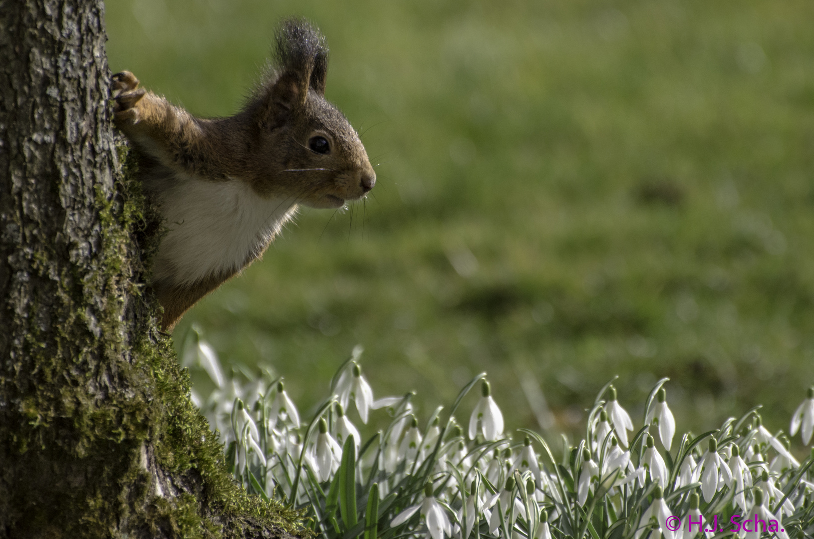 Eichhörnchen hinter dem Apelbaum neugierig hervorschauend