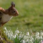 Eichhörnchen hinter dem Apelbaum neugierig hervorschauend