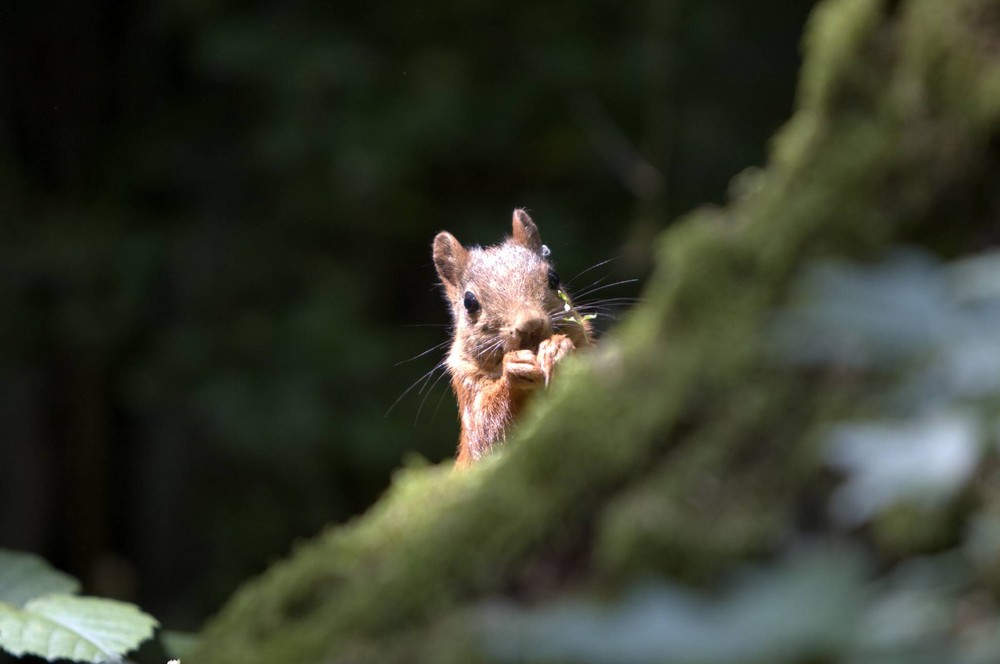 Eichhörnchen hinter einem Baum