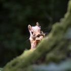 Eichhörnchen hinter einem Baum