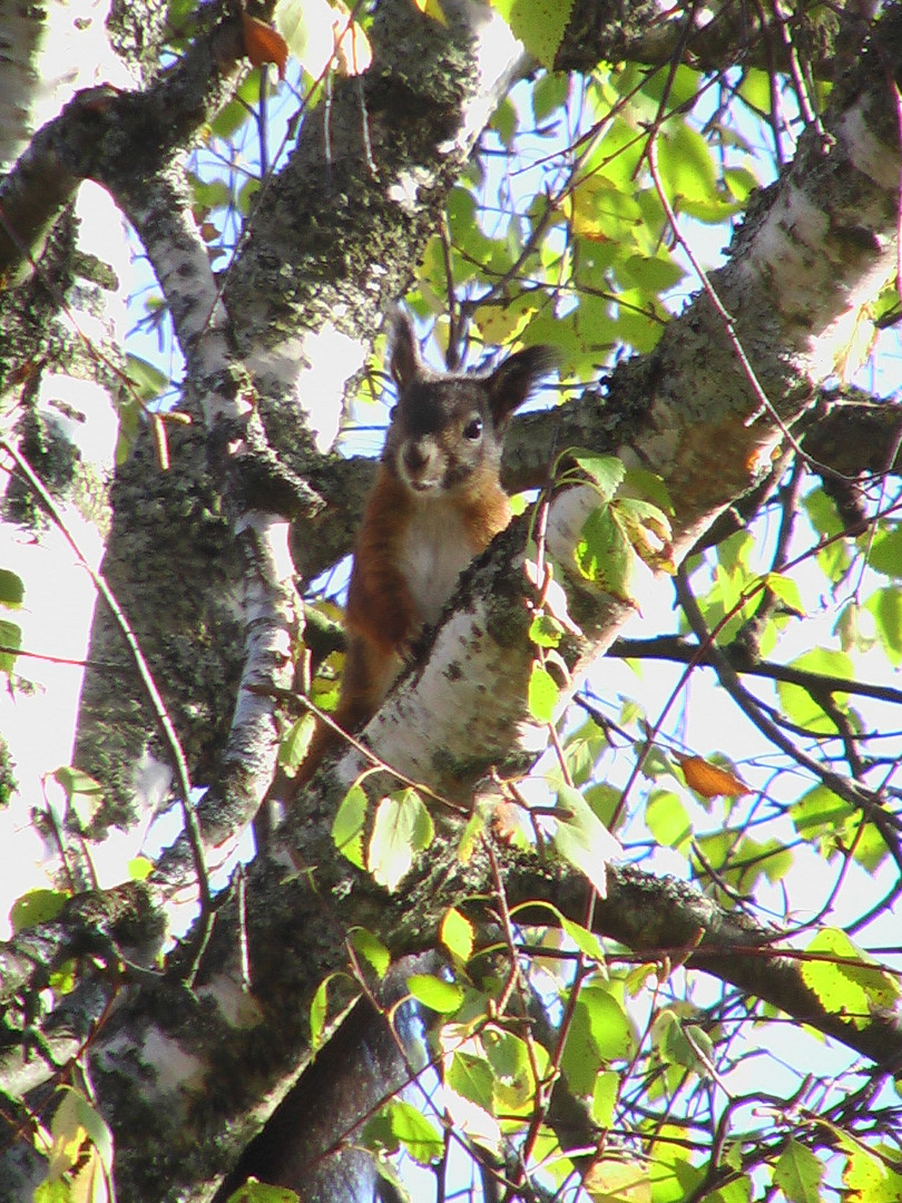 Eichhörnchen Hochsitz