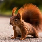 Eichhörnchen - Hörnchen - Nagetier - Closeup