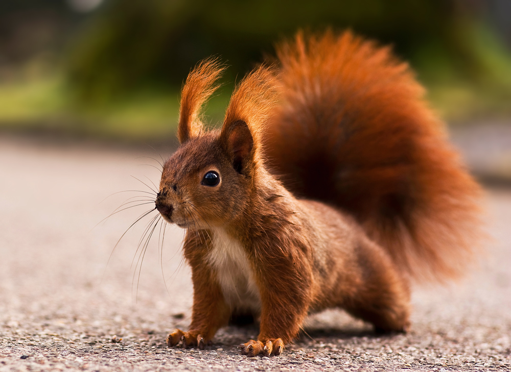 Eichhörnchen - Hörnchen - Nagetier - Closeup