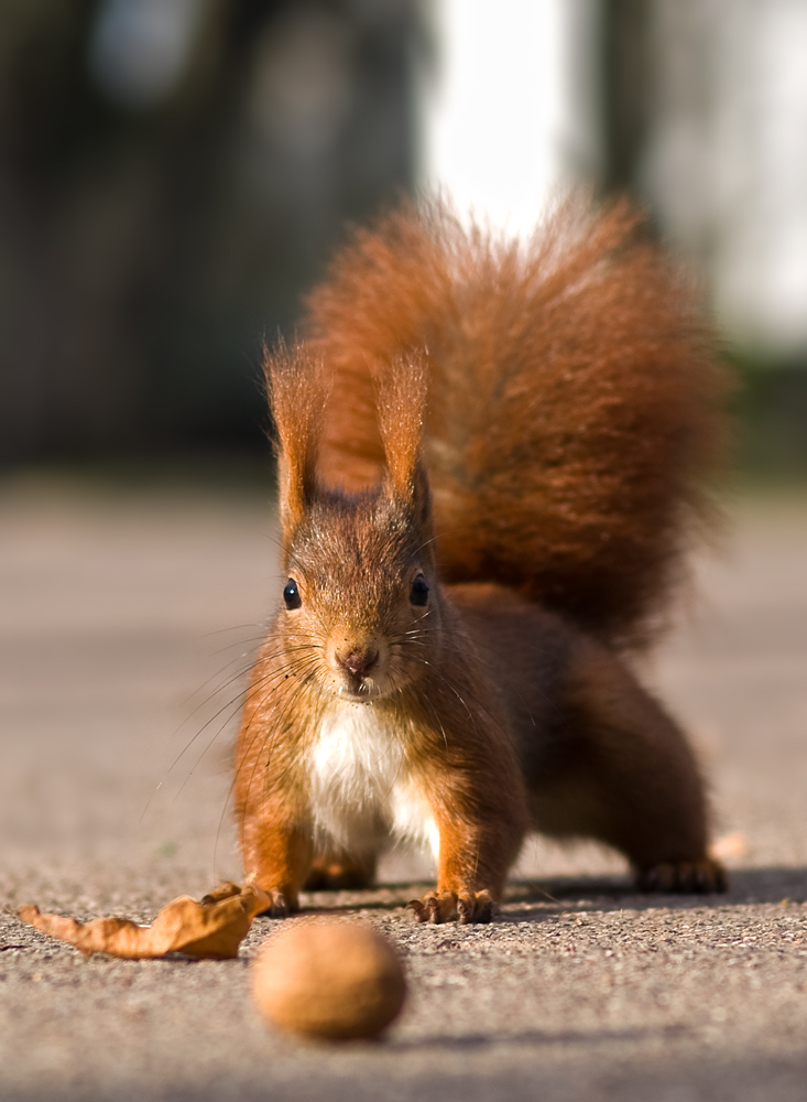 Eichhörnchen - Hörnchen - Nagetier - Nuss