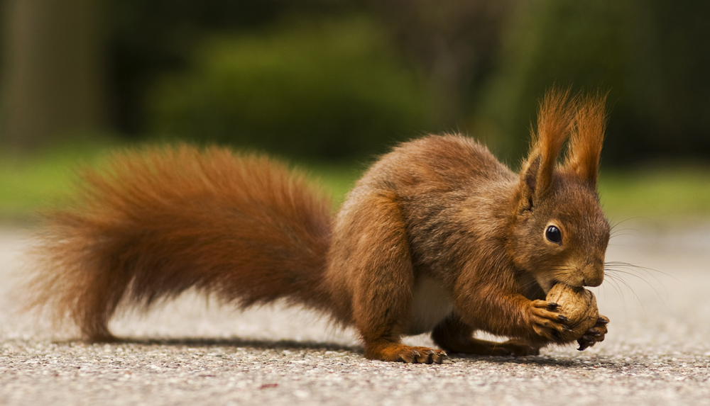 Eichhörnchen - Hörnchen - Nagetier - Nuss - Fressen